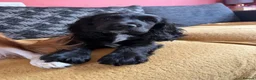 Cocker Spaniel dogs for sale: Nala- working cocker spaniel  - Advert 1