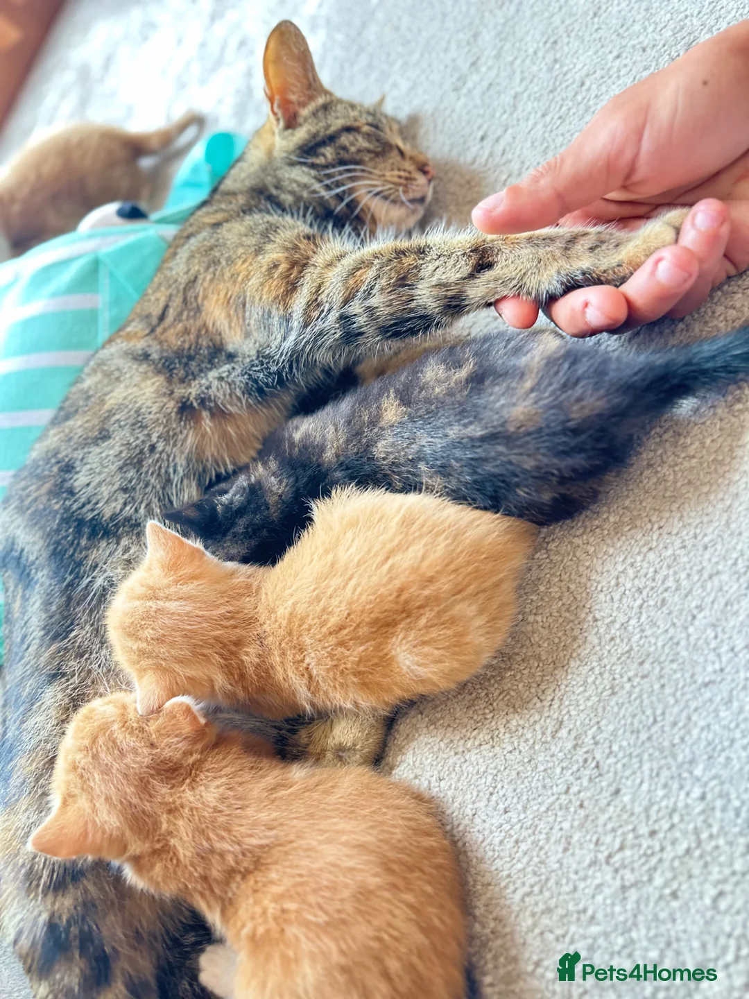 Mixed Breed cats for sale: Cute cats for sell in Maldon - Advert 1
