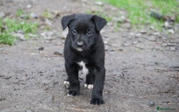 Borador dogs for sale: Labrador x Collie puppies - Image 18