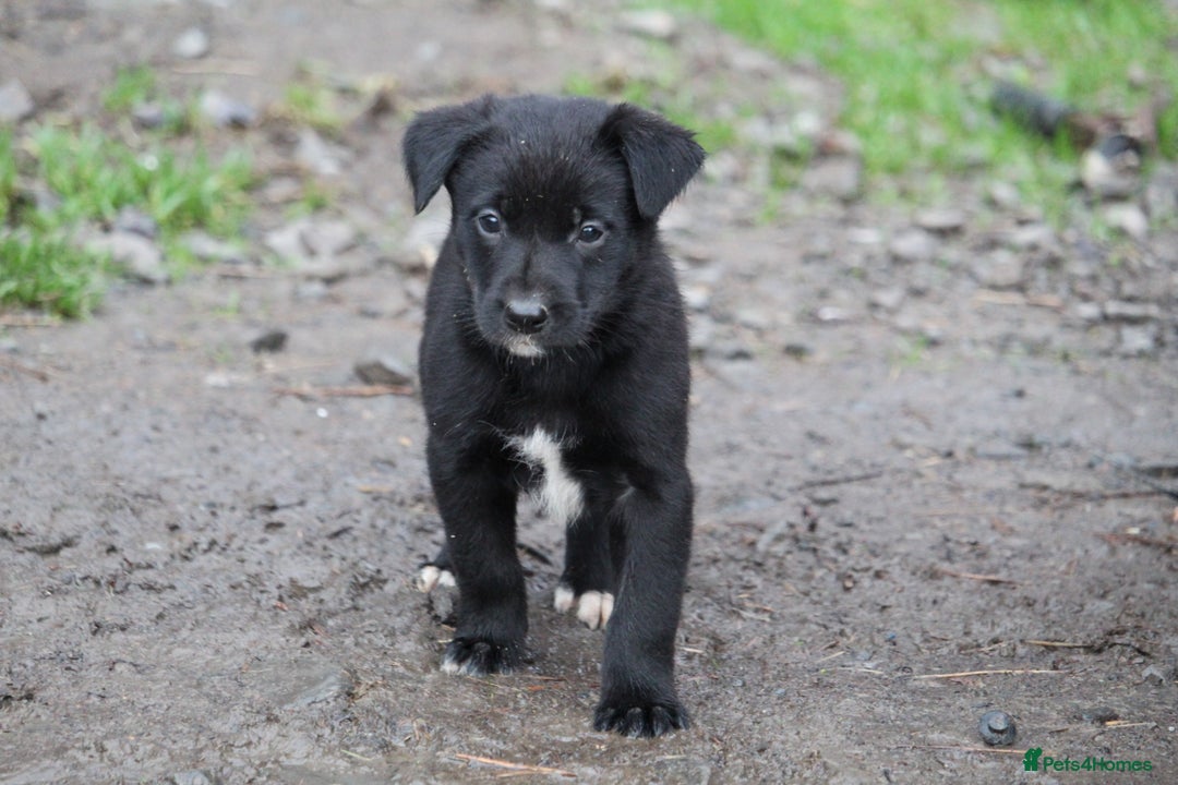 Borador dogs for sale: Labrador x Collie puppies - Image 18