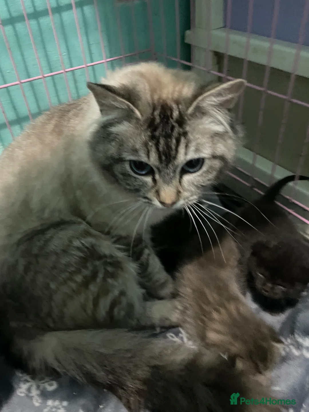 Mixed Breed cats for sale: Ragdoll x  - Advert 2