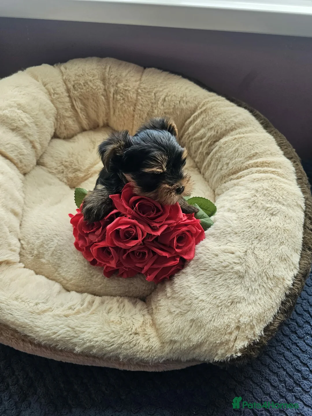 Yorkshire Terrier dogs for sale: Lovely puppies for sale  - Advert 2