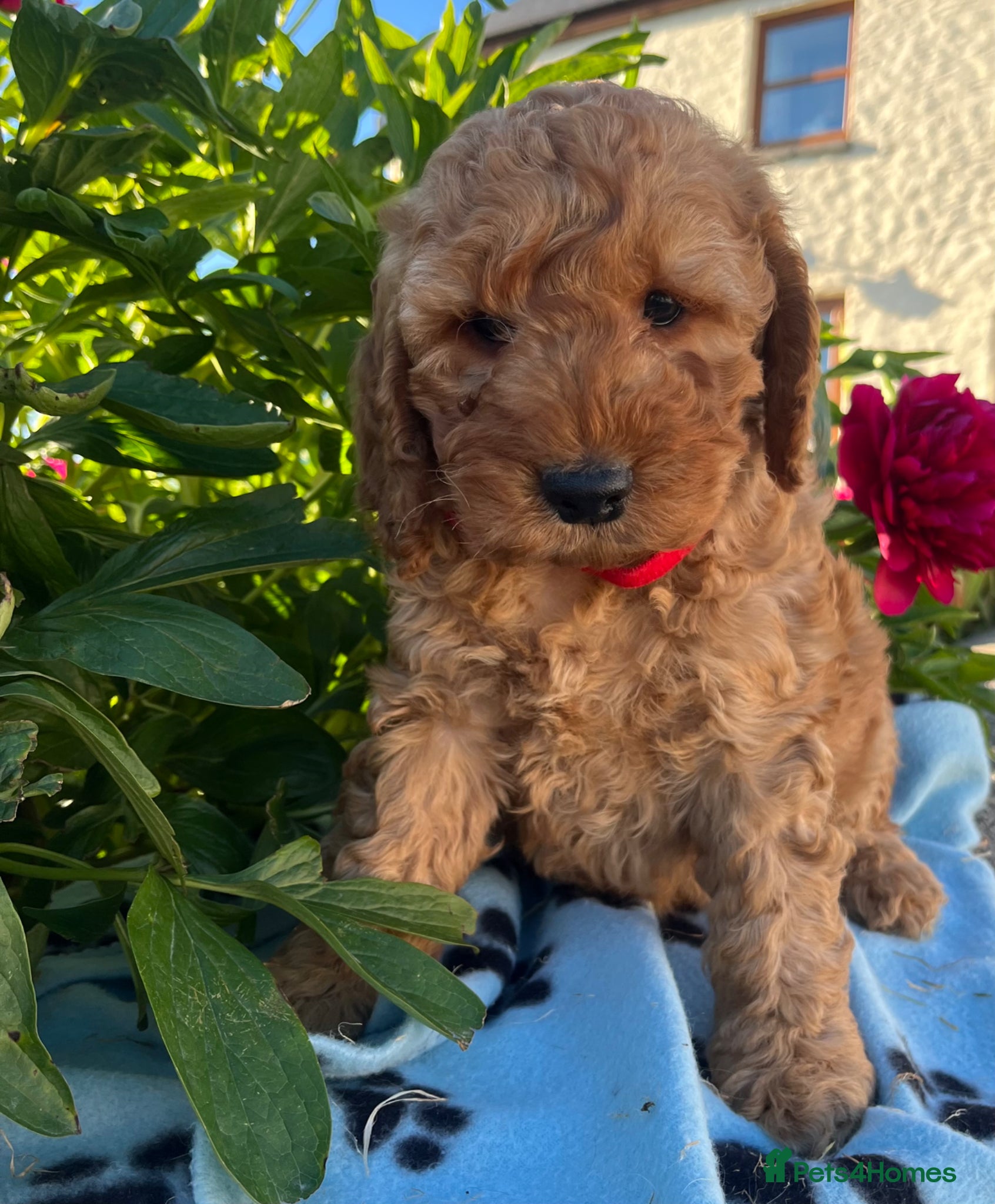 Cockapoo dogs Stunning cockapoo puppies  - Advert 1