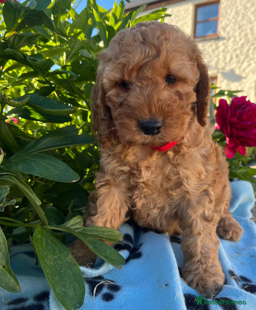 Cockapoo dogs for sale: Stunning cockapoo puppies  - Advert 11