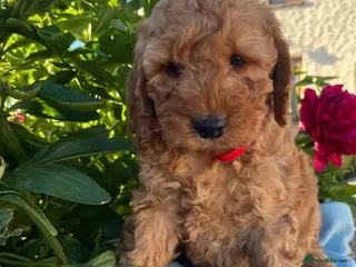Cockapoo dogs for sale: Stunning cockapoo puppies - Advert 3