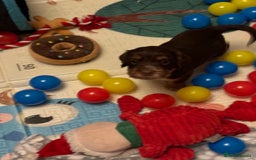 Cocker Spaniel dogs for sale: Beautiful Cocker Spaniel Puppies - Advert 31