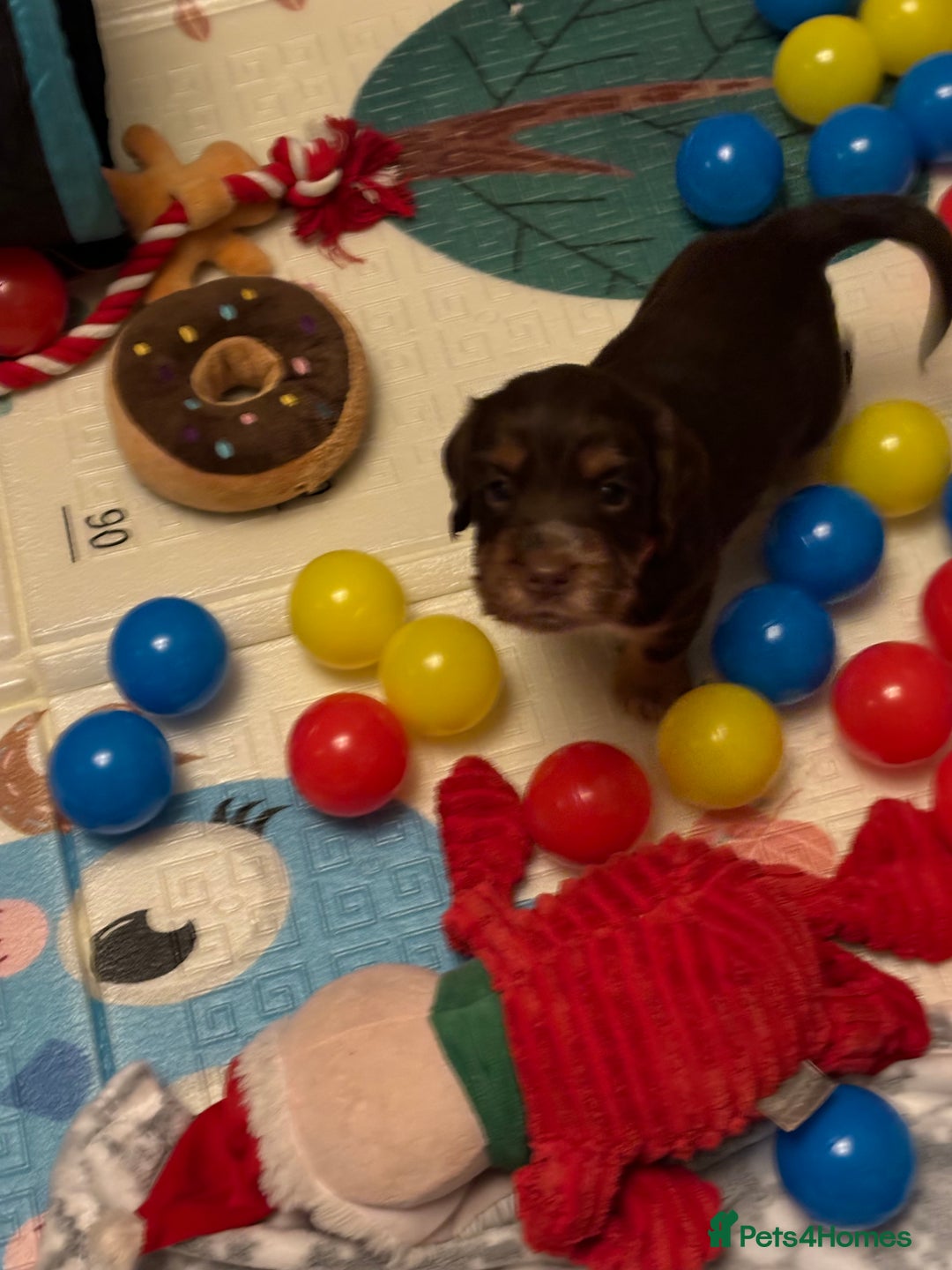 Cocker Spaniel dogs for sale: Beautiful Cocker Spaniel Puppies - Advert 31