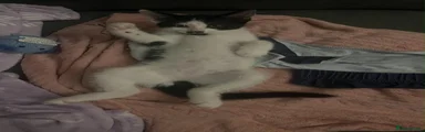 Bengal 4