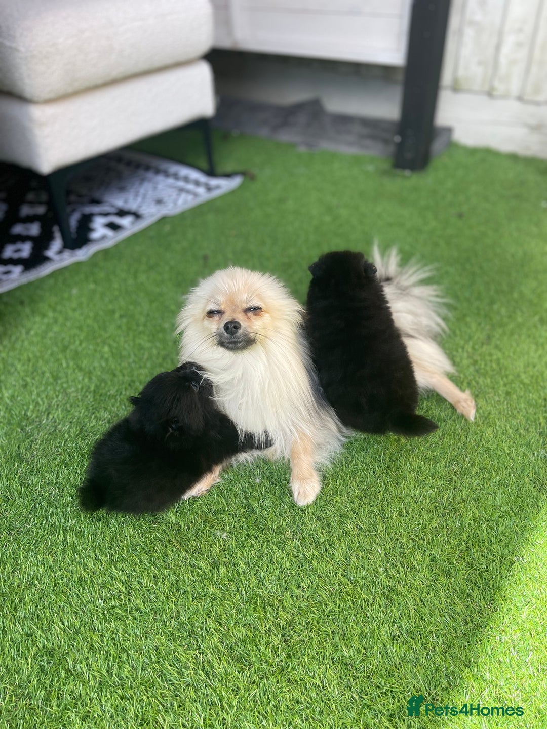 Pomeranian dogs for sale: Pomeranians - Image 5