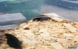 Rat rodents for sale: Rats for sale various colours and sexes  - Image 2