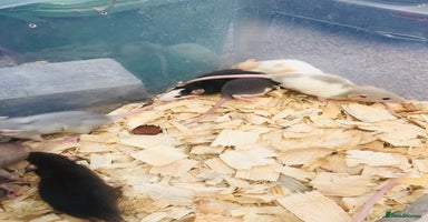 Rat rodents - Advert 9