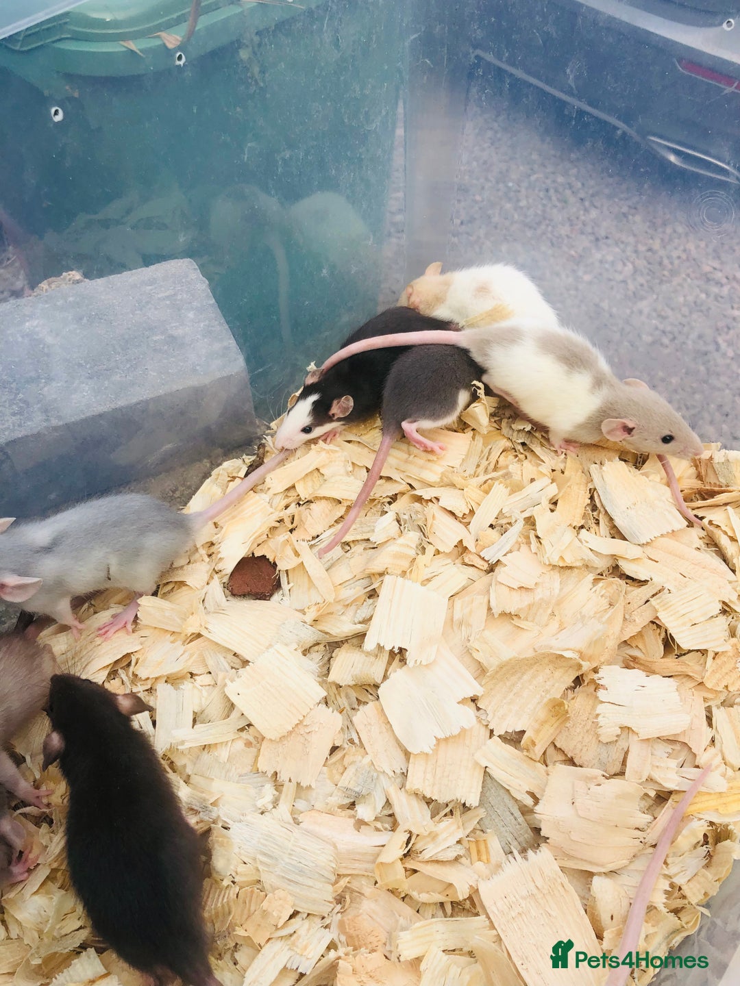 Rat rodents for sale: Rats for sale various colours and sexes  - Image 2