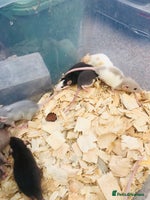 Rat rodents - Advert 5