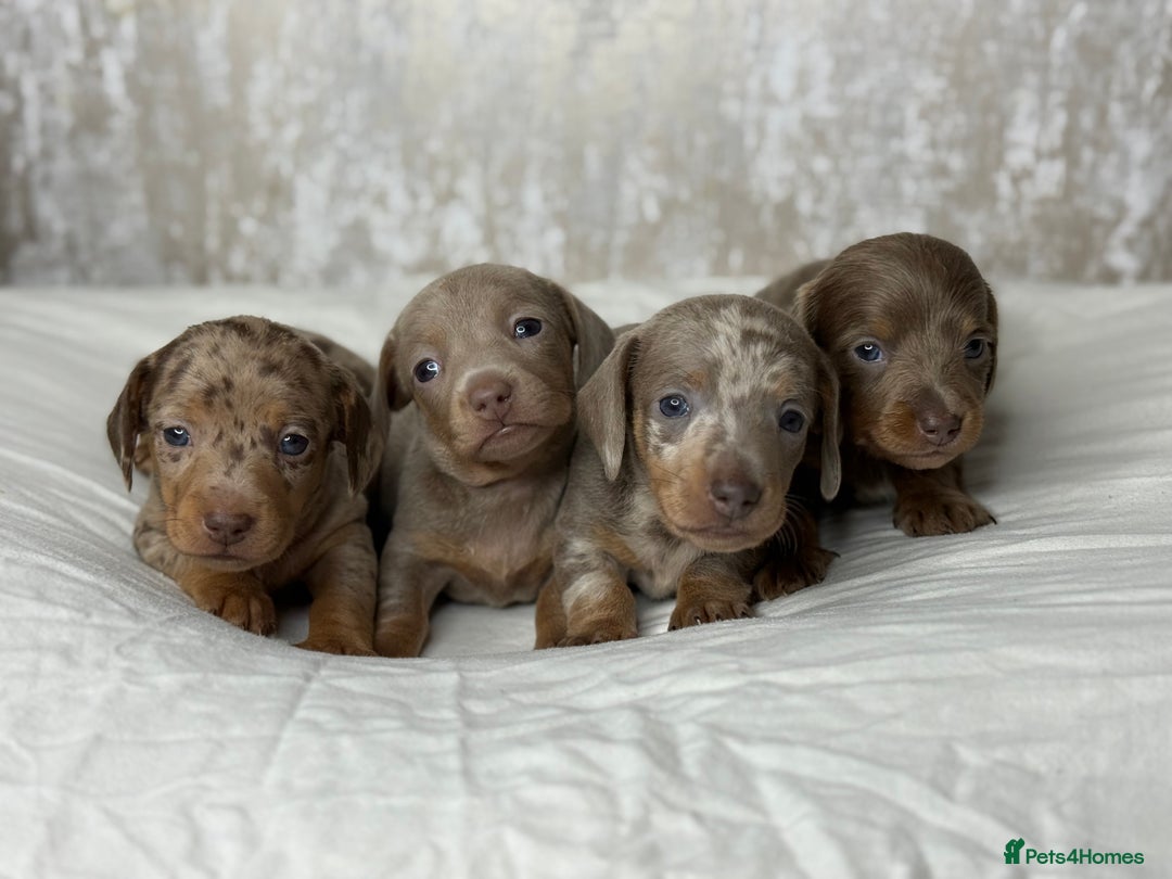Miniature Dachshund dogs for sale: quality minature dachshunds (ready 14th october) - Image 1