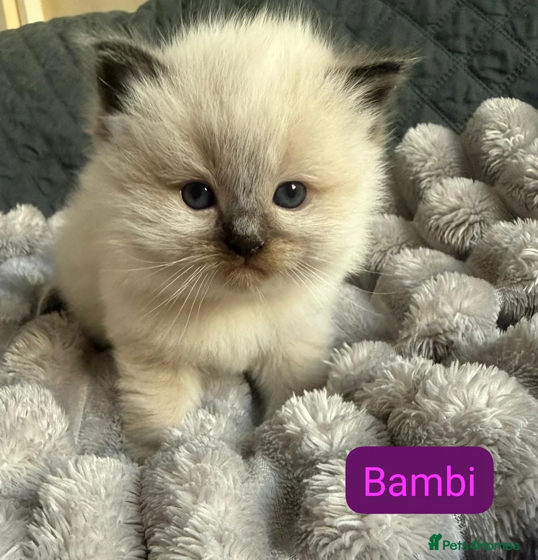 Ragdoll cats for sale: Stunning Purebred Ragdoll Kittens  - Advert 7
