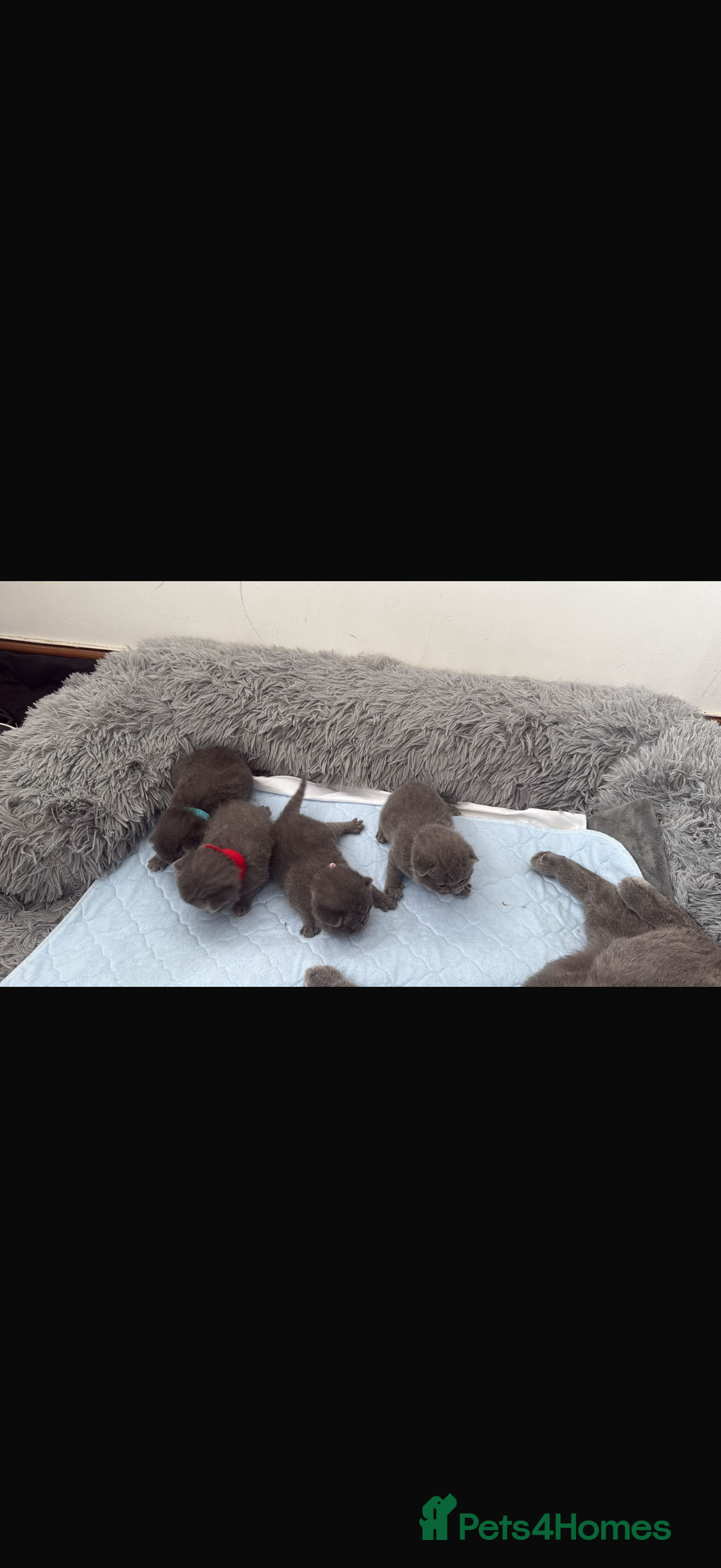 British Shorthair cats for sale: British short hair for sale - Image 1