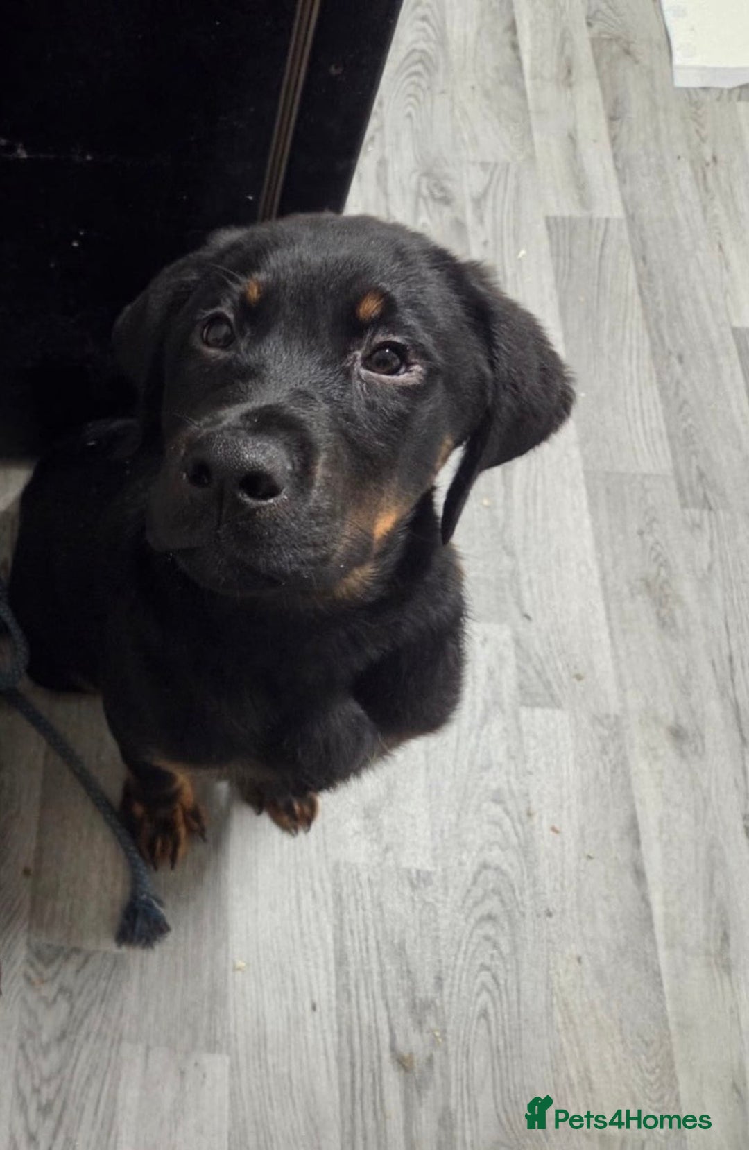 Mixed Breed dogs for sale: Rottweiler X - Advert 2