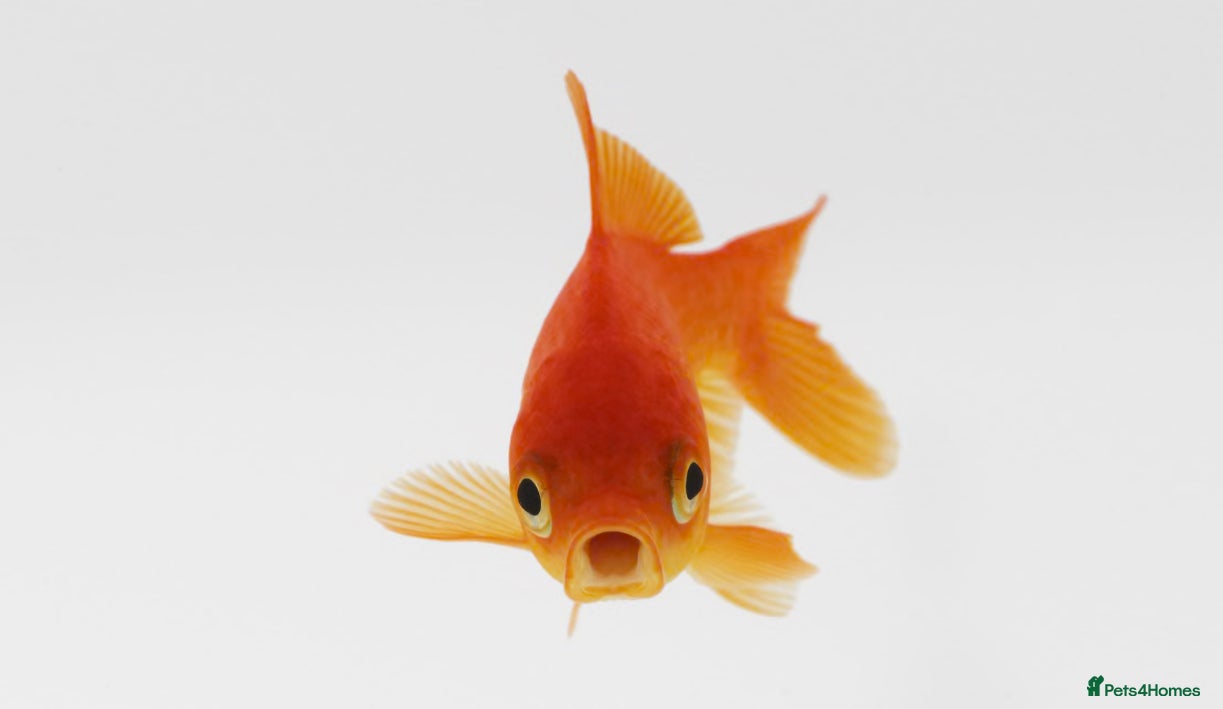 Goldfish fish Pond goldfish 7” - 8” FREE - Advert 1