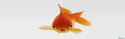 Goldfish fish for sale: Pond goldfish 7” - 8” FREE - Advert 1