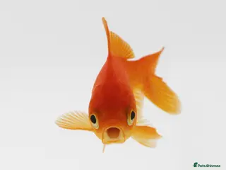 Goldfish fish Pond goldfish 7” - 8” FREE - Advert 1