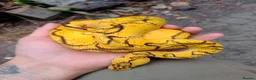 Python Snake reptiles for sale: CB25 Bongo, Pastel, Enchi, red stripe, clown (P OD - Advert 8