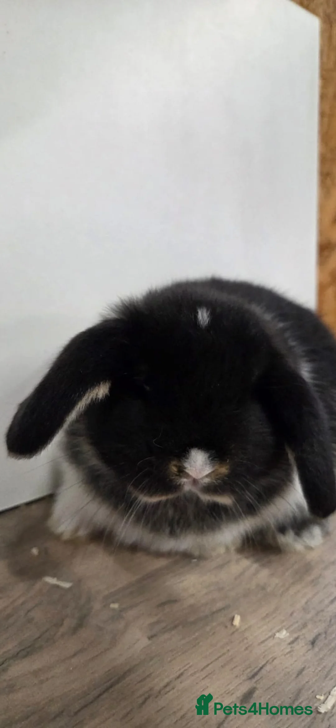 Mini Lop rabbits for sale: ❤️Purebread mini lops for sale❤️ - Advert 11