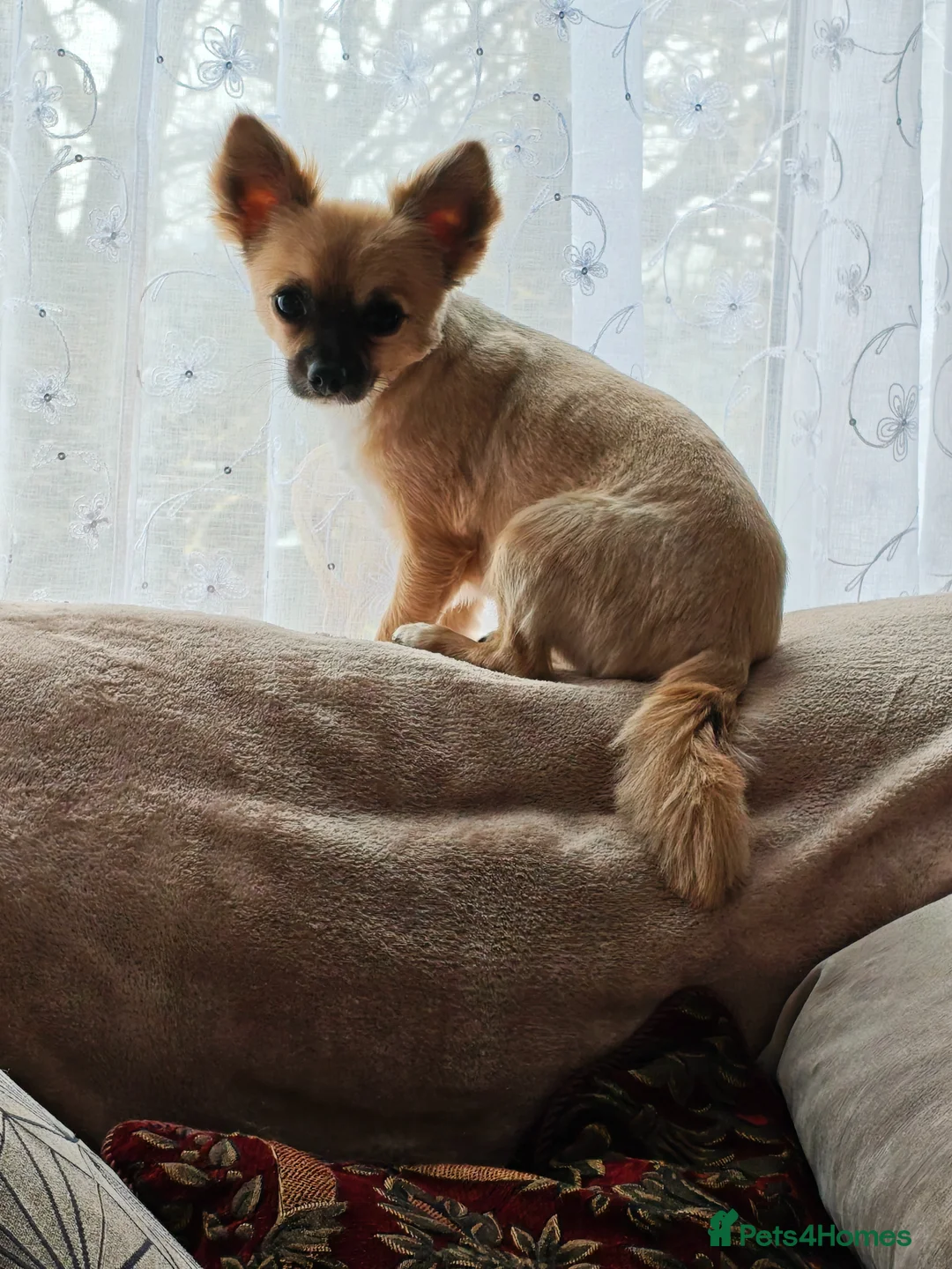 Chihuahua dogs for sale: Male Chihuahua  - Advert 7