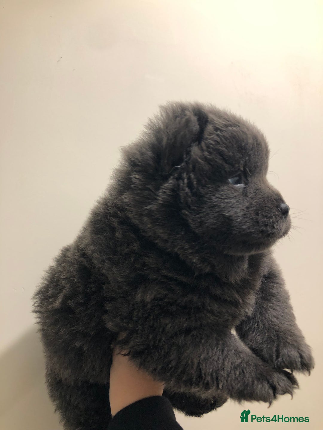 Chow Chow dogs for sale: BLUE CHOW CHOW GIRLS  - Advert 2