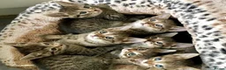Bengal cats for sale: Stunning Bengal X With Beautiful Markings - Advert 6