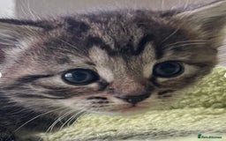 Mixed Breed cats for sale: 4  GORGEOUS TABBY/TORTOISHELL GIRLS.   - Image 1