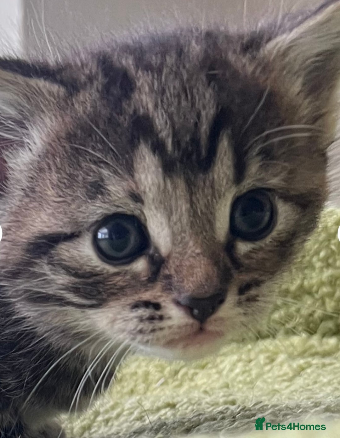 Mixed Breed cats for sale: 4  GORGEOUS TABBY/TORTOISHELL GIRLS.   - Image 1