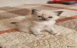 Ragdoll cats for sale: Blue mitted ragdoll kittens  - Image 17