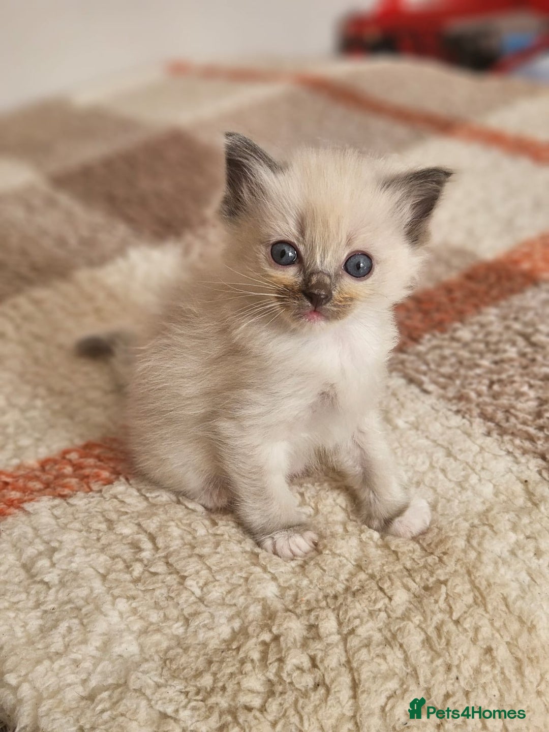 Ragdoll cats for sale: Blue mitted ragdoll kittens  - Image 17