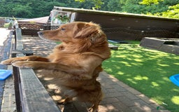 Golden Retriever dogs for sale: Last Stunning Male Pup Health Tested Parents  - Image 10