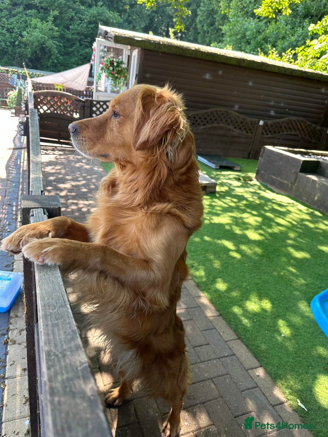 Golden Retriever dogs for sale: Last Stunning Male Pup Health Tested Parents  - Image 10
