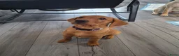 Labrador Retriever dogs for sale: Female fox red lab - Advert 4