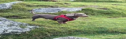 Miniature Dachshund dogs for stud: Milo miniature dachshund stud - Advert 6