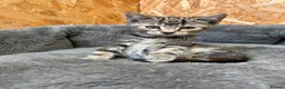 Mixed Breed cats for sale: Female Kitten - Advert 2