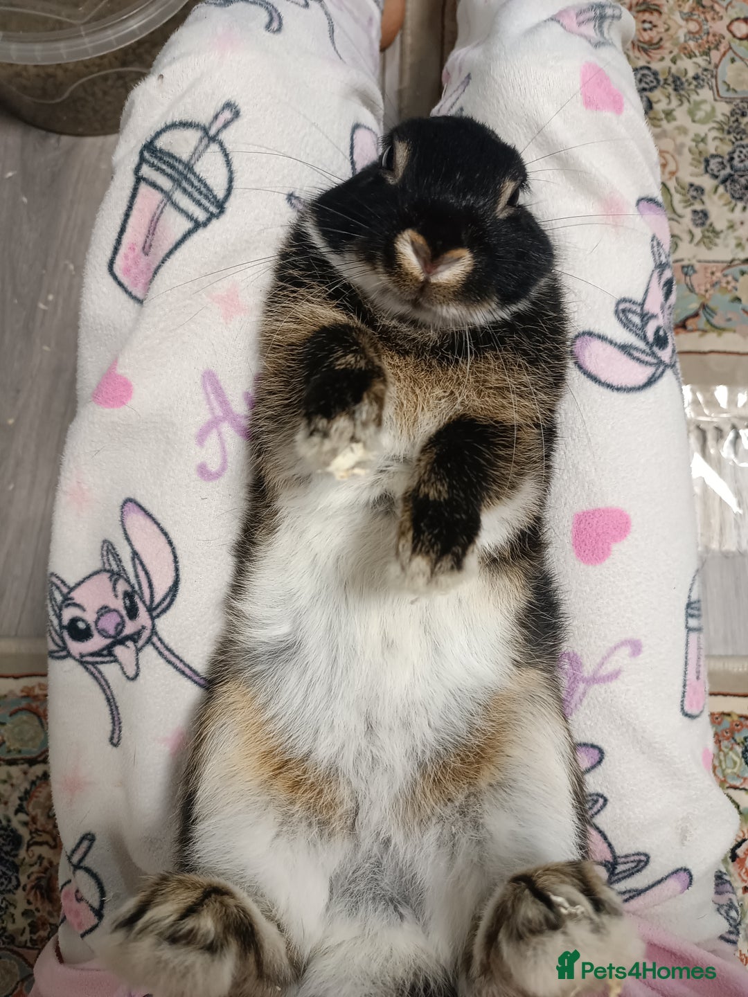 Lionhead rabbits for sale:  🎀 Lion head 🎀 - Advert 2