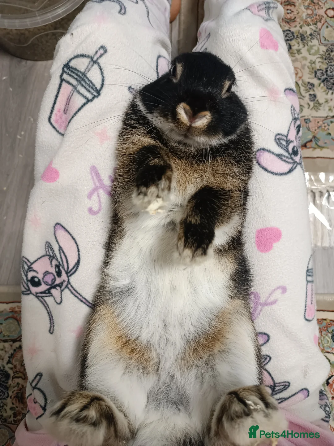 Lionhead rabbits for sale:  🎀 Lion head 🎀 - Advert 2