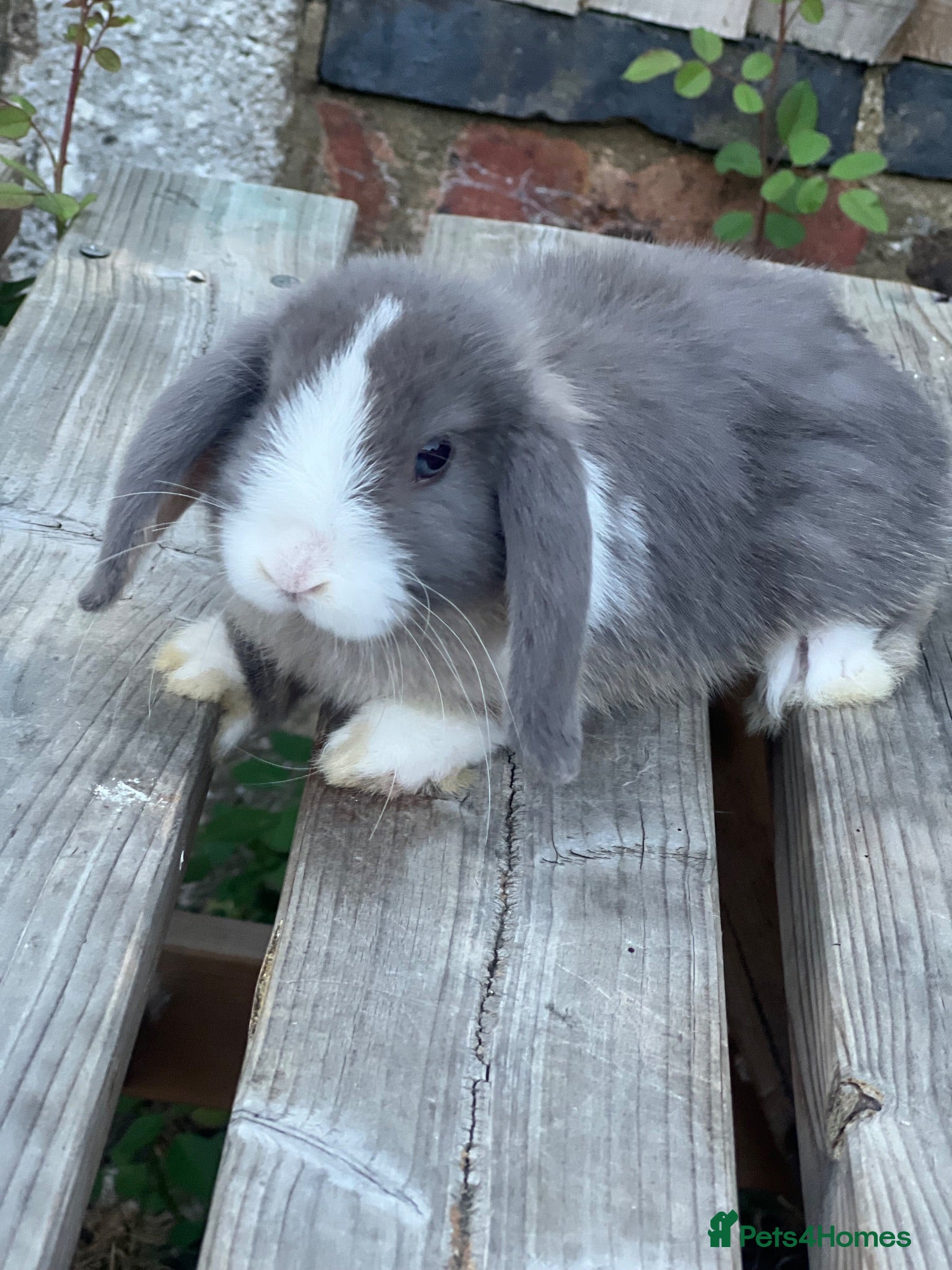 Mini Lop rabbits Beautiful Pure Bred Mini Lops Bunnies For Sale  - Advert 5
