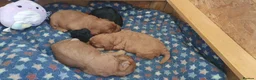 Cockapoo dogs for sale: Stunning cockapoos - Advert 16