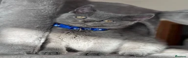 British Shorthair 1