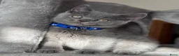 British Shorthair cats for sale: 💙Beautiful Blue British Shorthair Kittens💙 - Advert 10