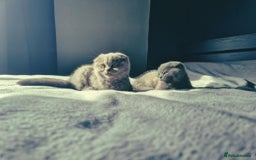 British Shorthair cats for sale: British shorthair kittens - Image 5