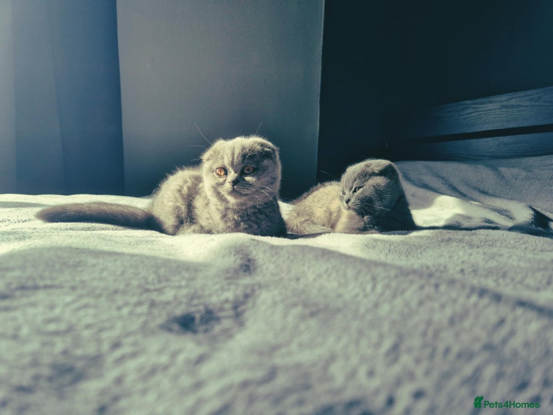 British Shorthair cats for sale: British shorthair kittens - Image 5