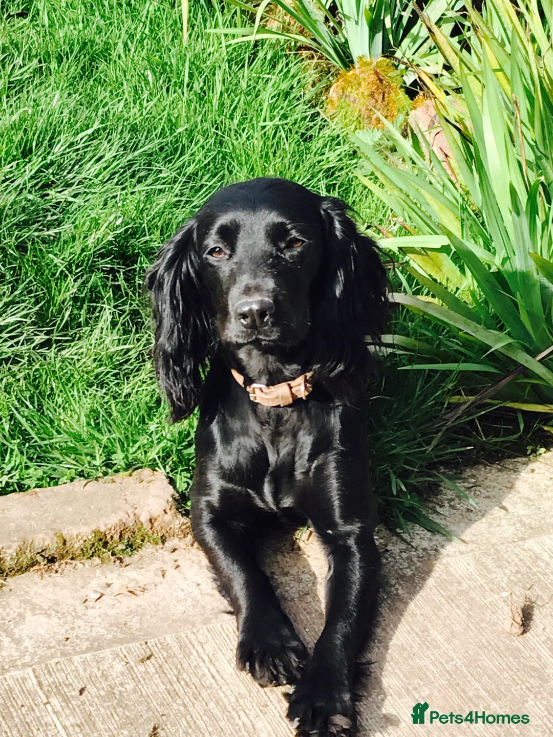 Mixed Breed dogs for sale: Adorable Cocker x Border Collie - Advert 16