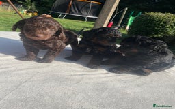 Cockapoo dogs for sale: Cockapoo Ready to leave now💕Only 1 boy left! - Image 17