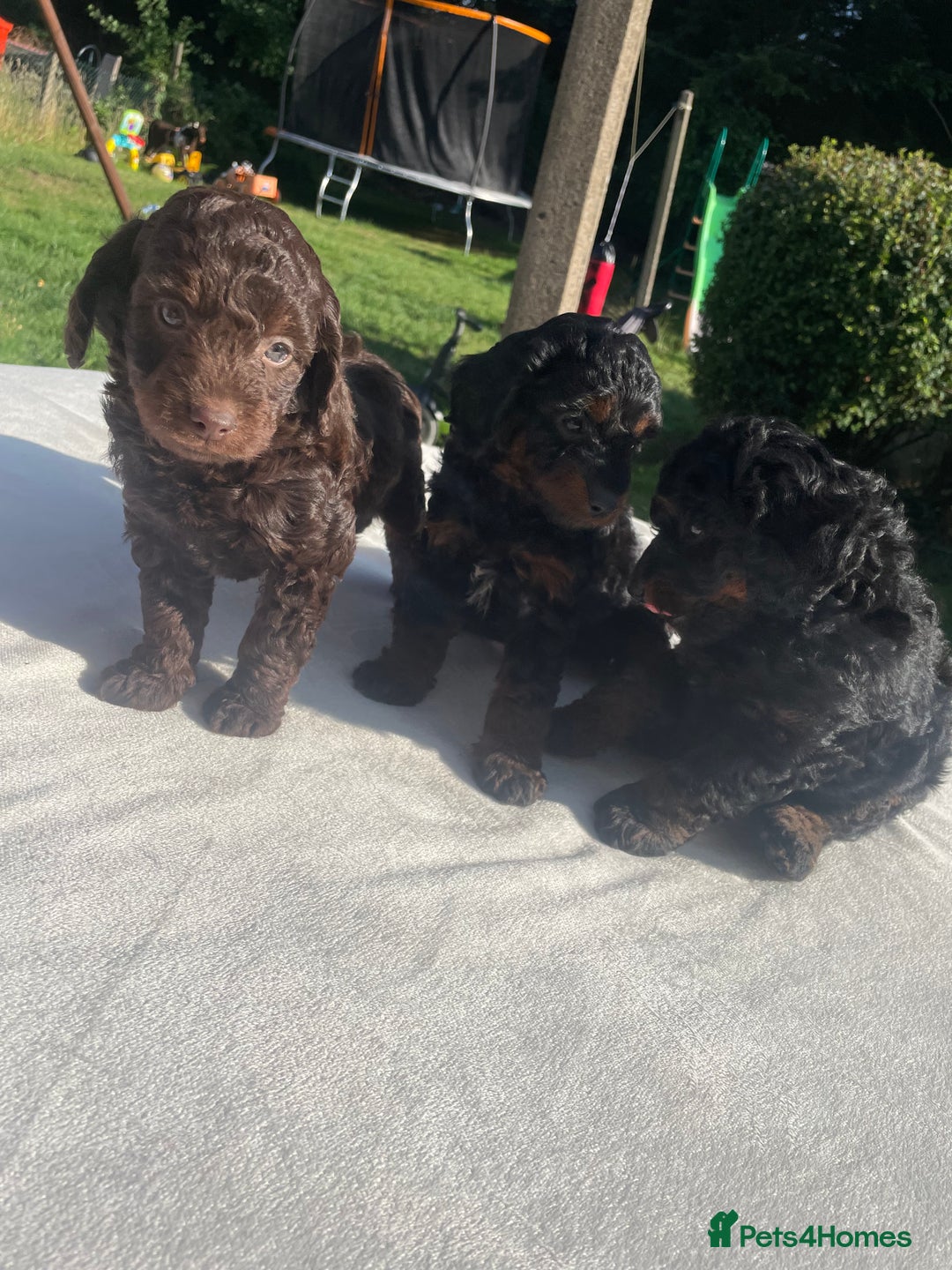 Cockapoo dogs for sale: Cockapoo Ready to leave now💕Only 1 boy left! - Image 17