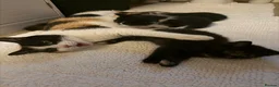 Mixed Breed cats for sale: Looking for forever home - Advert 2